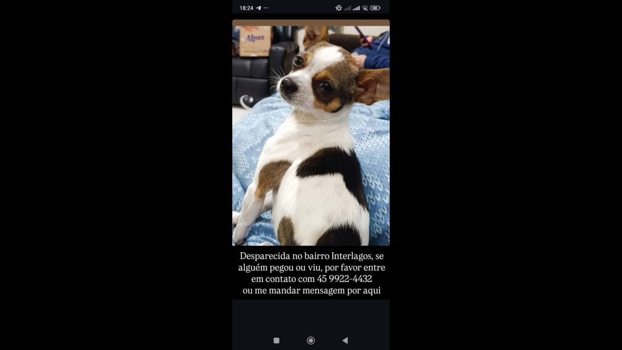 Cachorra Dori desapareceu no bairro Interlagos