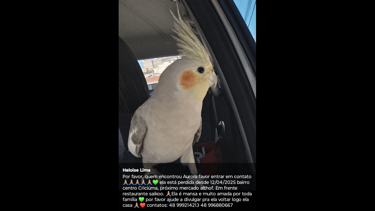Calopsita Aurora desapareceu no bairro Centro