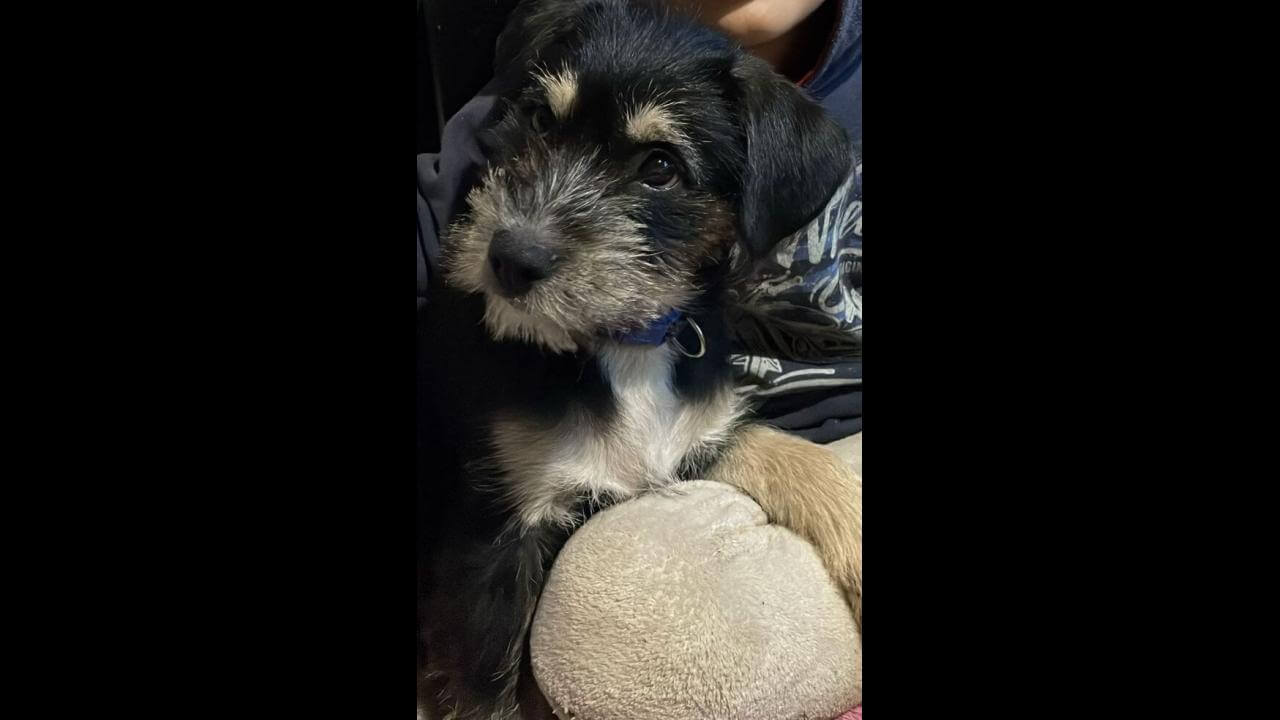 Cachorro Blazer desapareceu no bairro Clarito