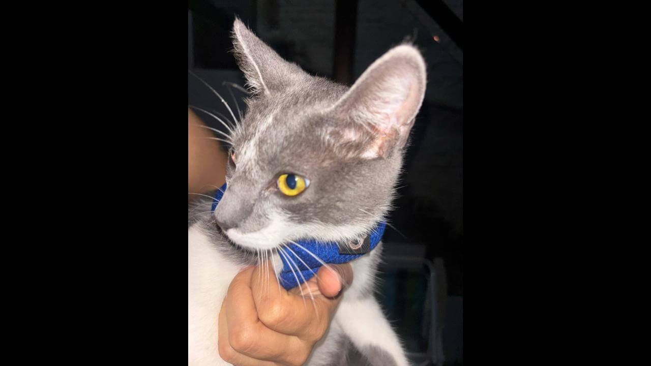 Gato é encontrado no bairro Periolo