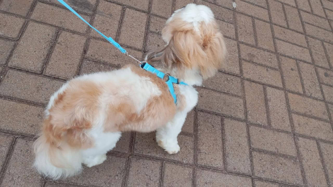 Cachorro desapareceu no bairro Cascavel Velho