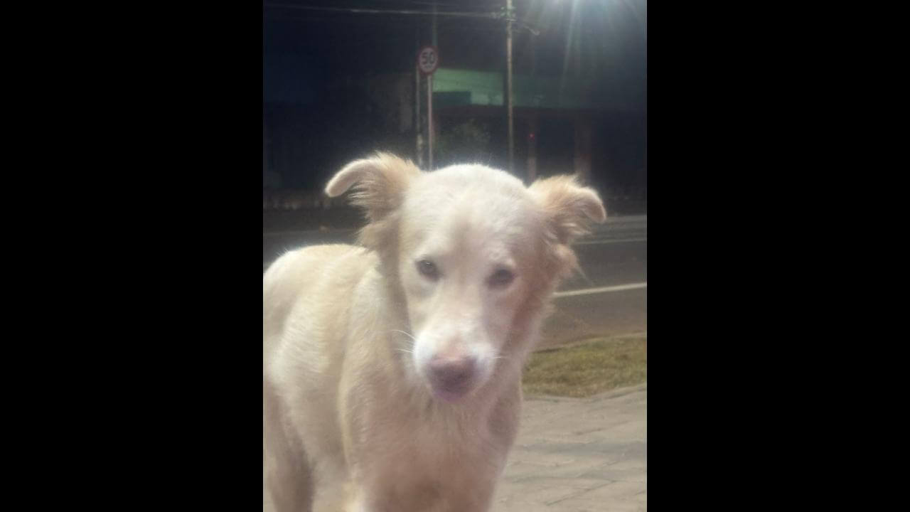 Cachorro é encontrado no bairro Parque São Paulo Cachorro é encontrado no bairro Parque São Paulo