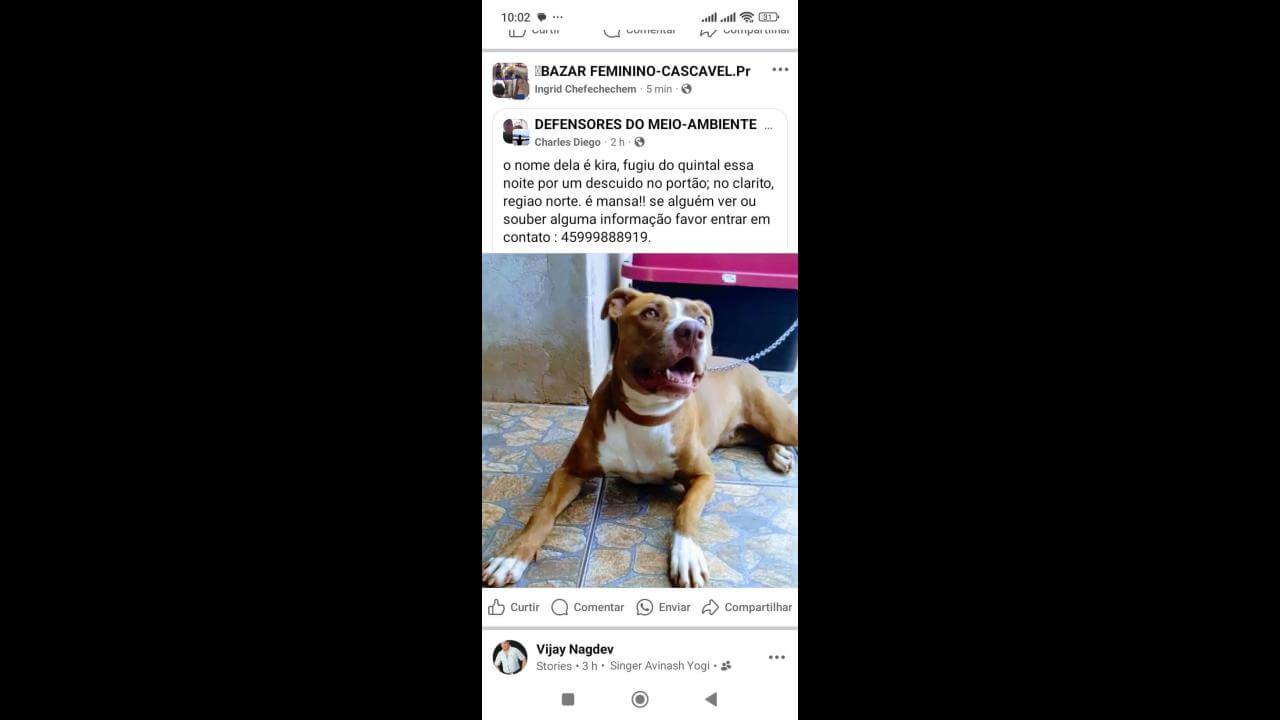 Cachorra Pitbull desapareceu no bairro Floresta Cachorra Pitbull desapareceu no bairro Floresta