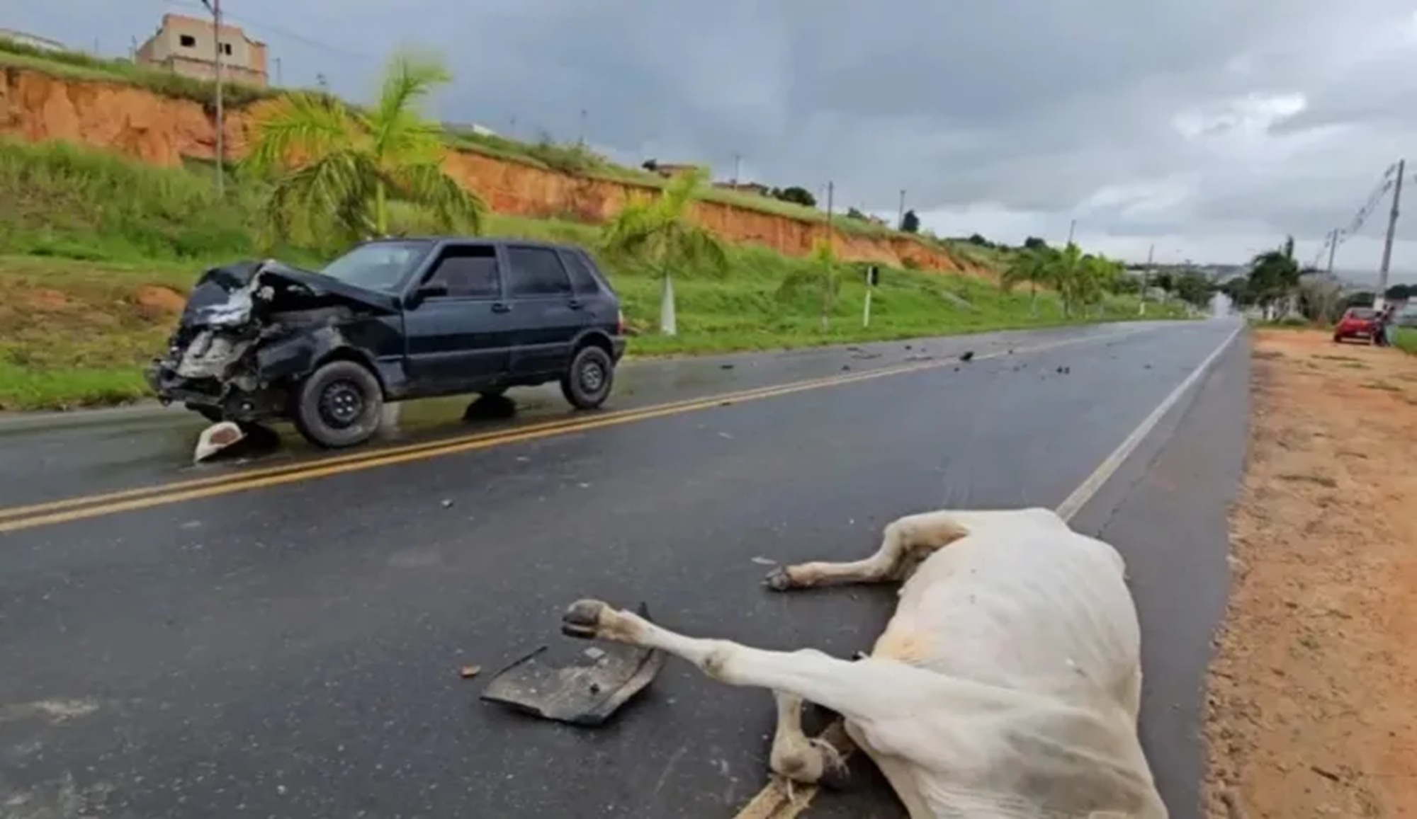 Vaca solta morre após provocar acidente de trânsito em rodovia Vaca solta morre após provocar acidente de trânsito em rodovia