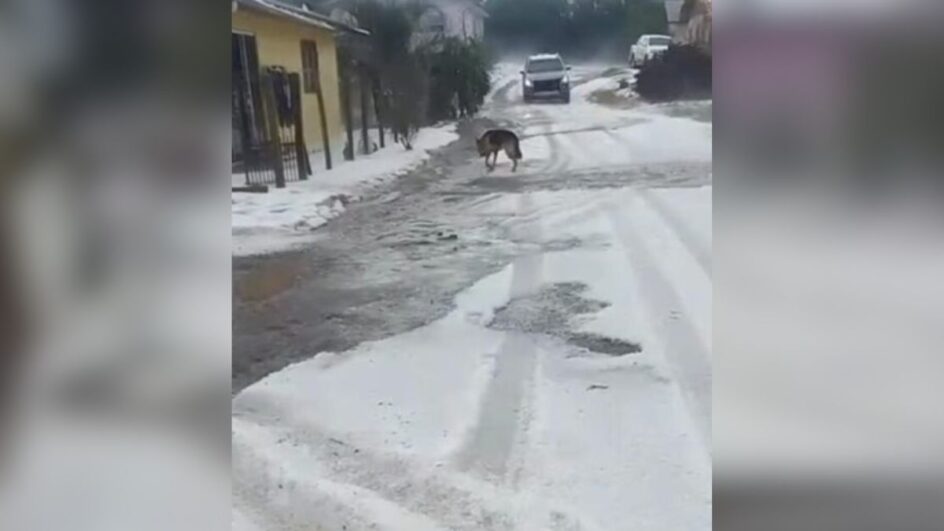 Temporal dá lugar a amanhecer gelado em Santa Catarina no domingo de Páscoa Temporal dá lugar a amanhecer gelado em Santa Catarina no domingo de Páscoa