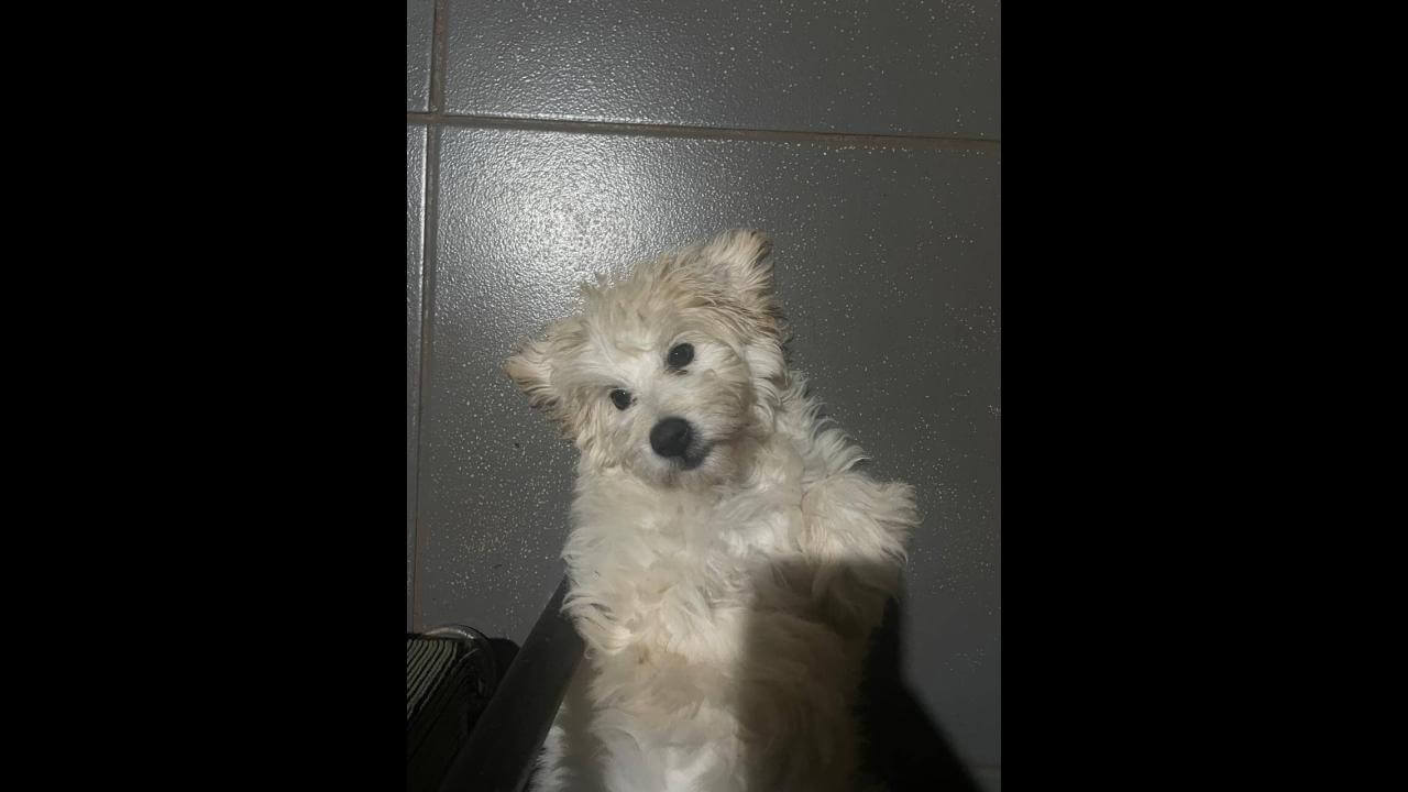 Cachorra Meg desapareceu no bairro Santos Dumont