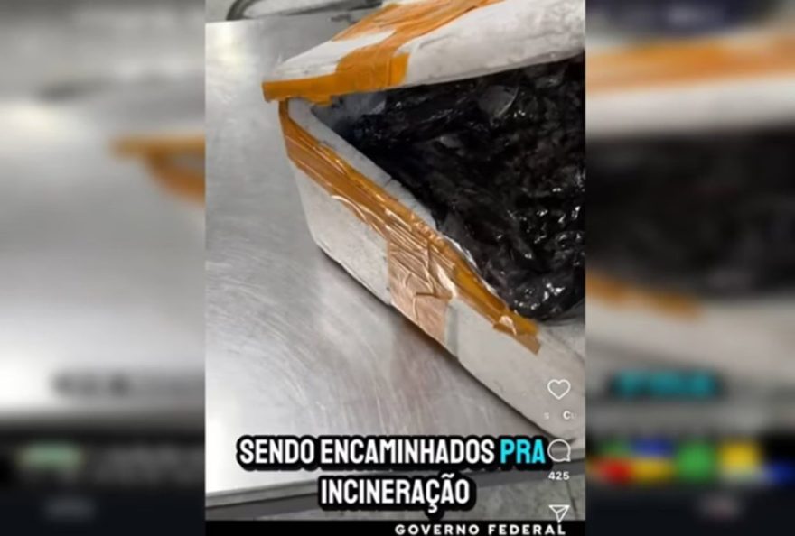 Passageiro causa alvoroço com 21 caranguejos vivos e bagagem fedendo podre
