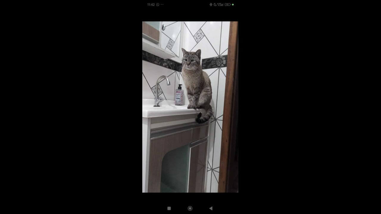 Gata desapareceu no bairro Cascavel Velho