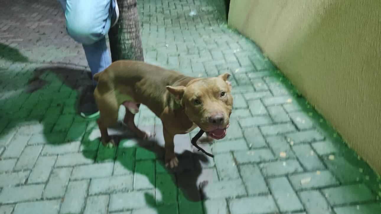 Cachorro é encontrado no bairro Cancelli