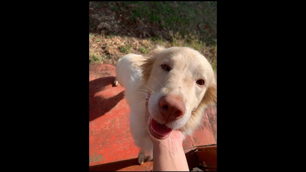 Cachorra Polar desapareceu no bairro Parque São Paulo