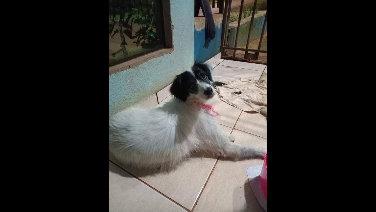 Cachorra é encontrada no bairro Santa Cruz