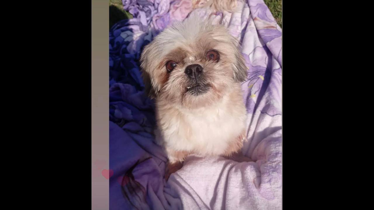 Cachorro Nenê desapareceu no bairro Parque São Paulo