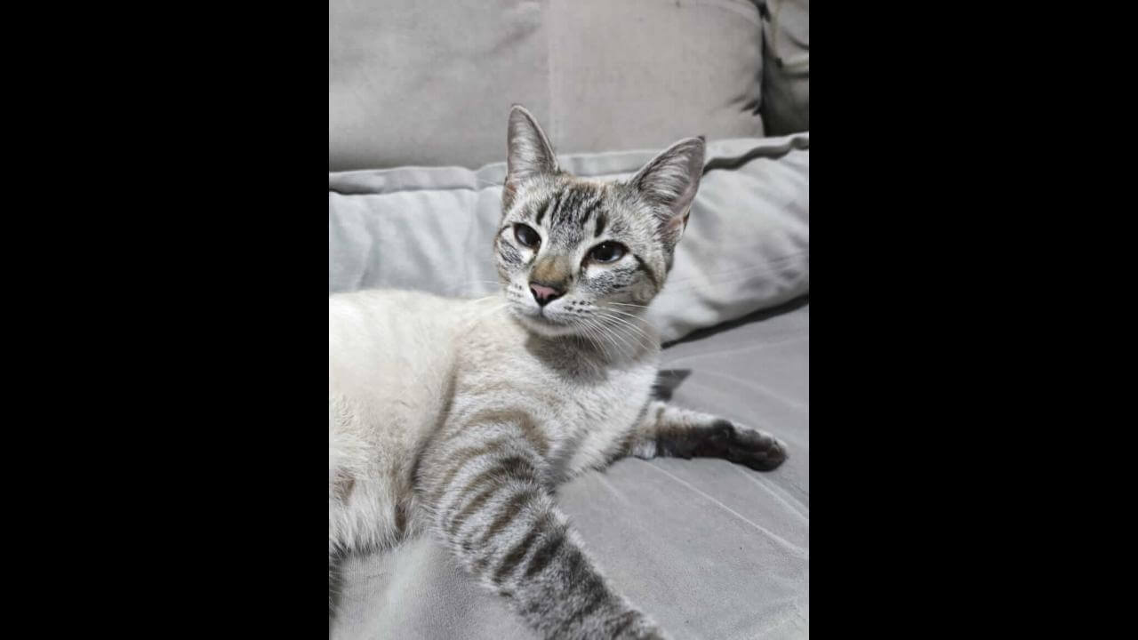 Gata é encontrada no bairro Região do Lago