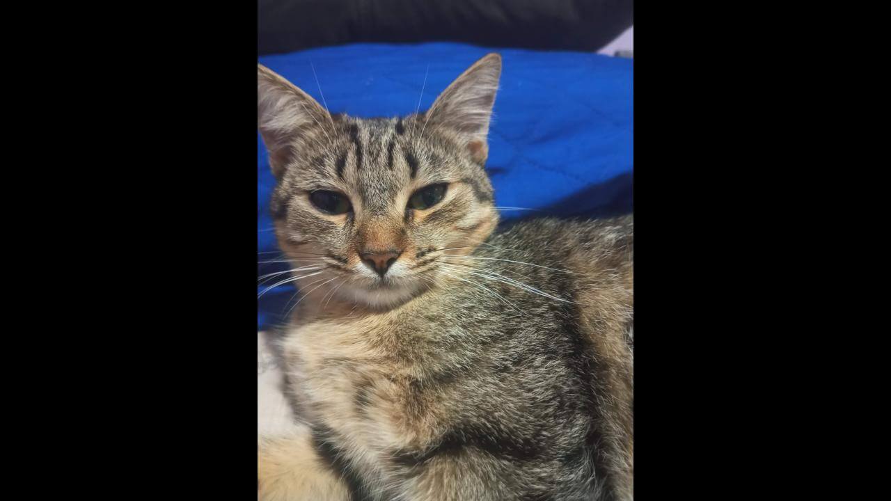Gata Maria desapareceu no bairro Clarito