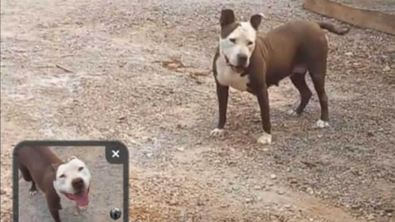 Cachorra Eva desapareceu no bairro Brasmadeira