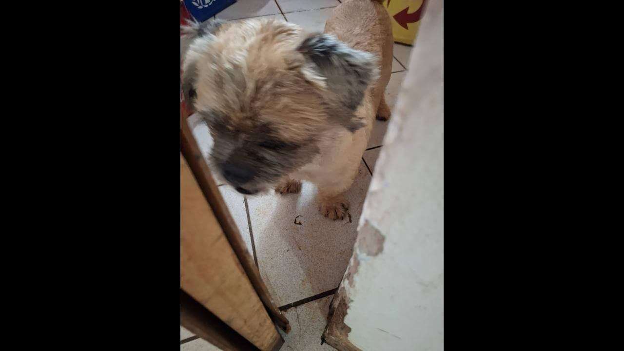 Cachorro é encontrado no bairro São Cristóvão