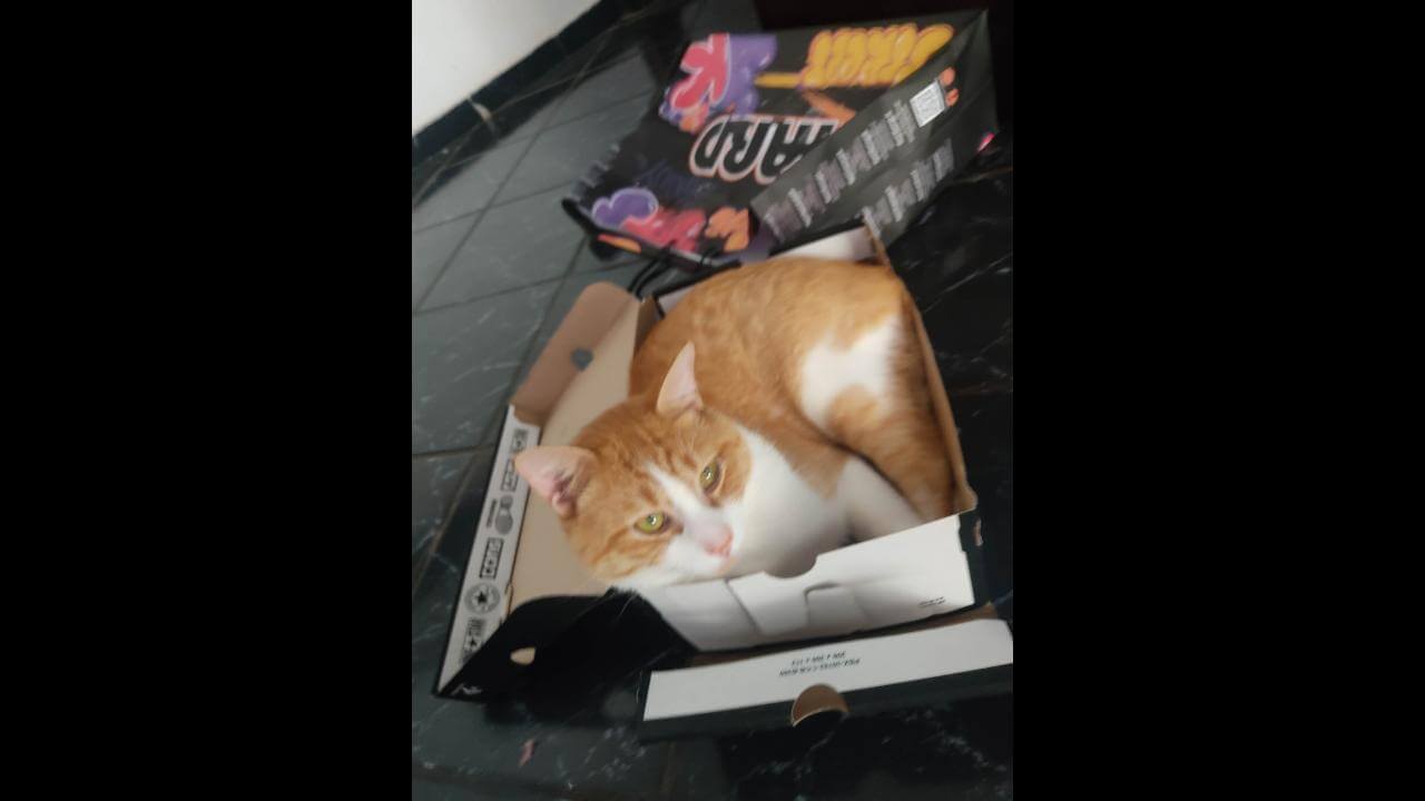 Gato Luffy desapareceu no bairro São Cristóvão