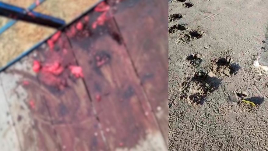 Onça mata caseiro em ataque brutal no Pantanal