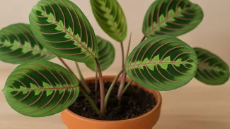 3 erros que deixam a maranta-riscada sem cor e como evitar