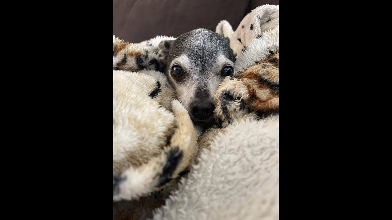 Cachorra Princesa desapareceu no bairro Esmeralda
