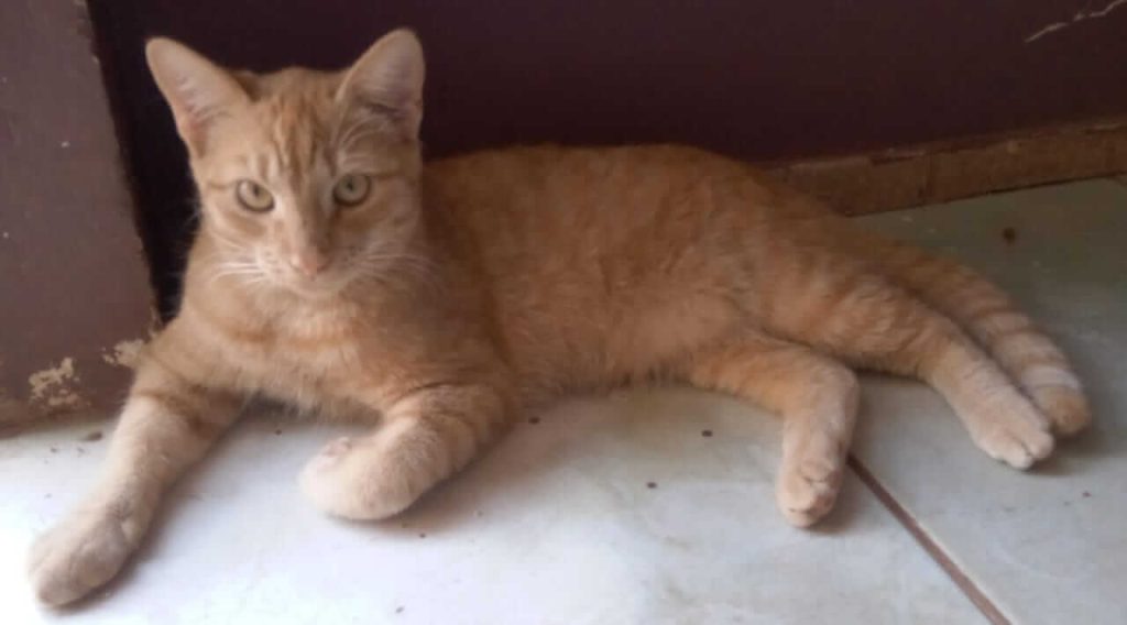 Gato Garfield desapareceu no bairro Cascavel Velho Gato Garfield desapareceu no bairro Cascavel Velho