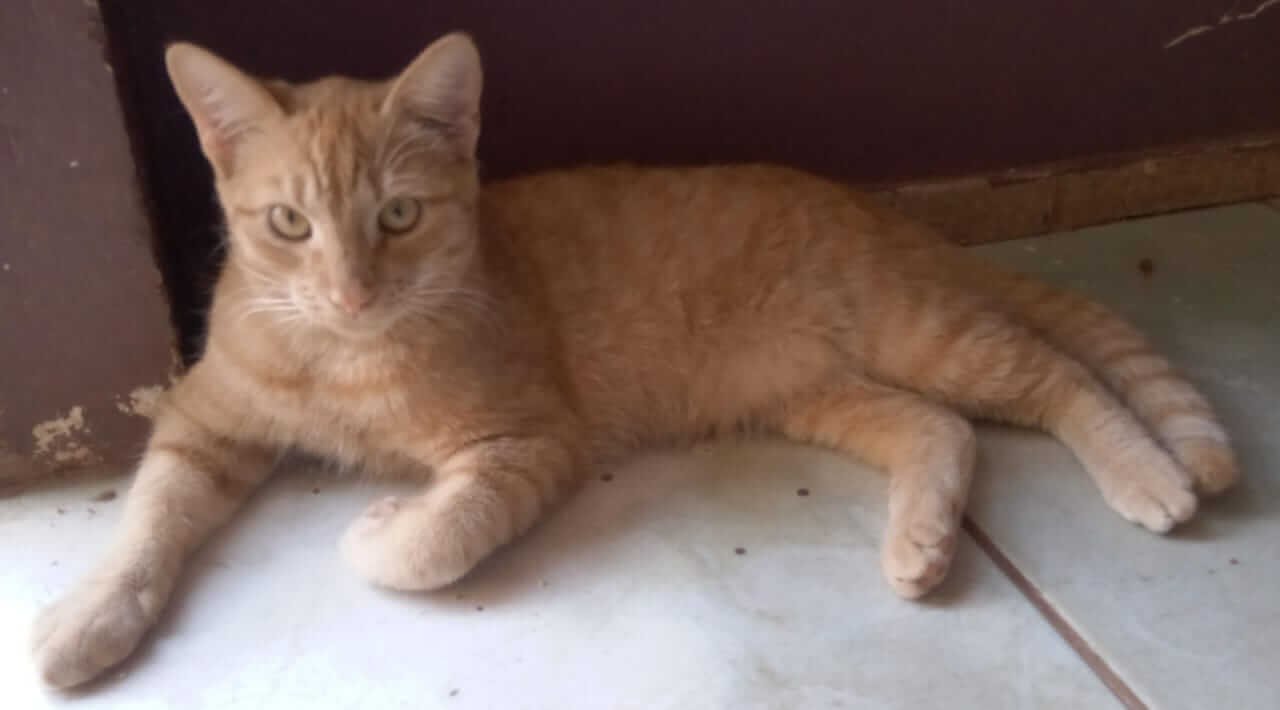 Gato Garfield desapareceu no bairro Cascavel Velho