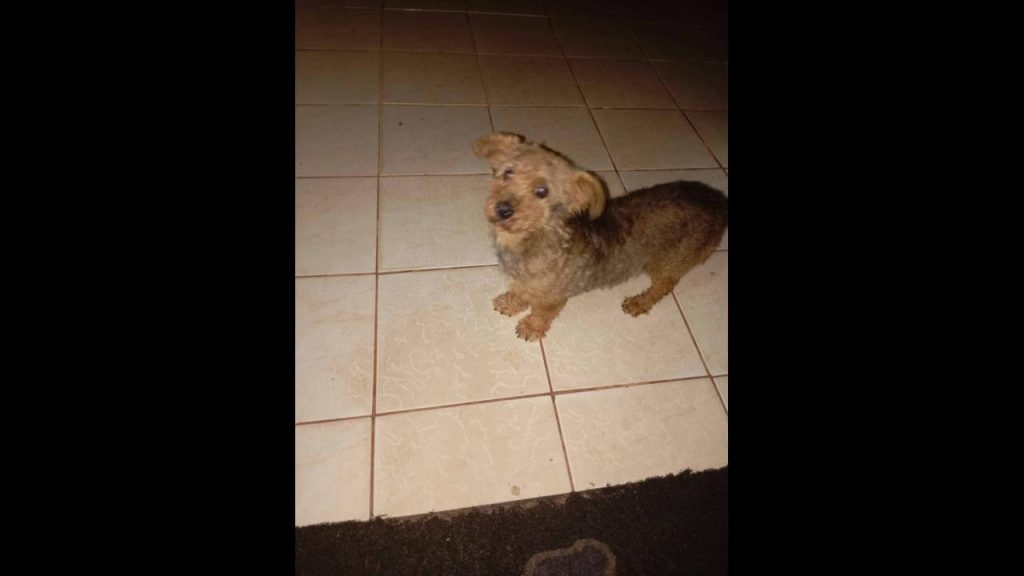Cachorro é encontrado no bairro Alto Alegre Cachorro é encontrado no bairro Alto Alegre