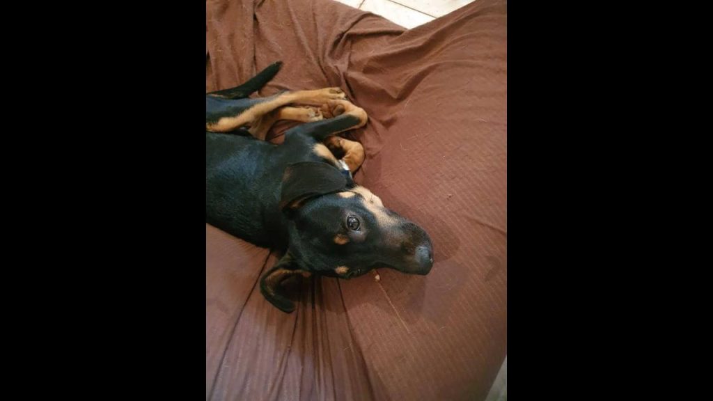 Cachorro Indio desapareceu no bairro São Cristóvão Cachorro Indio desapareceu no bairro São Cristóvão
