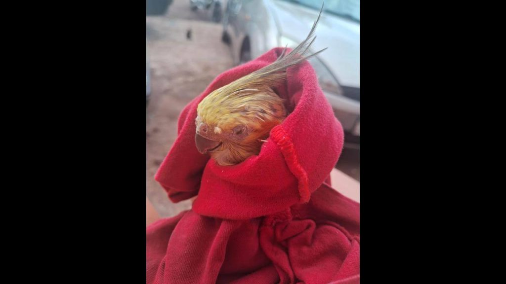 Calopsita é encontrado no bairro Brasília Calopsita é encontrado no bairro Brasília