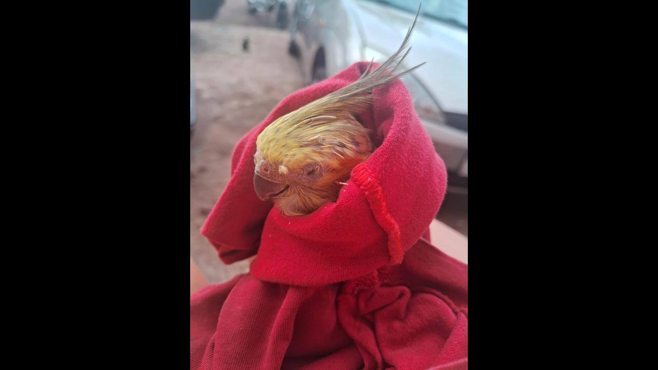 Calopsita é encontrado no bairro Brasília Calopsita é encontrado no bairro Brasília