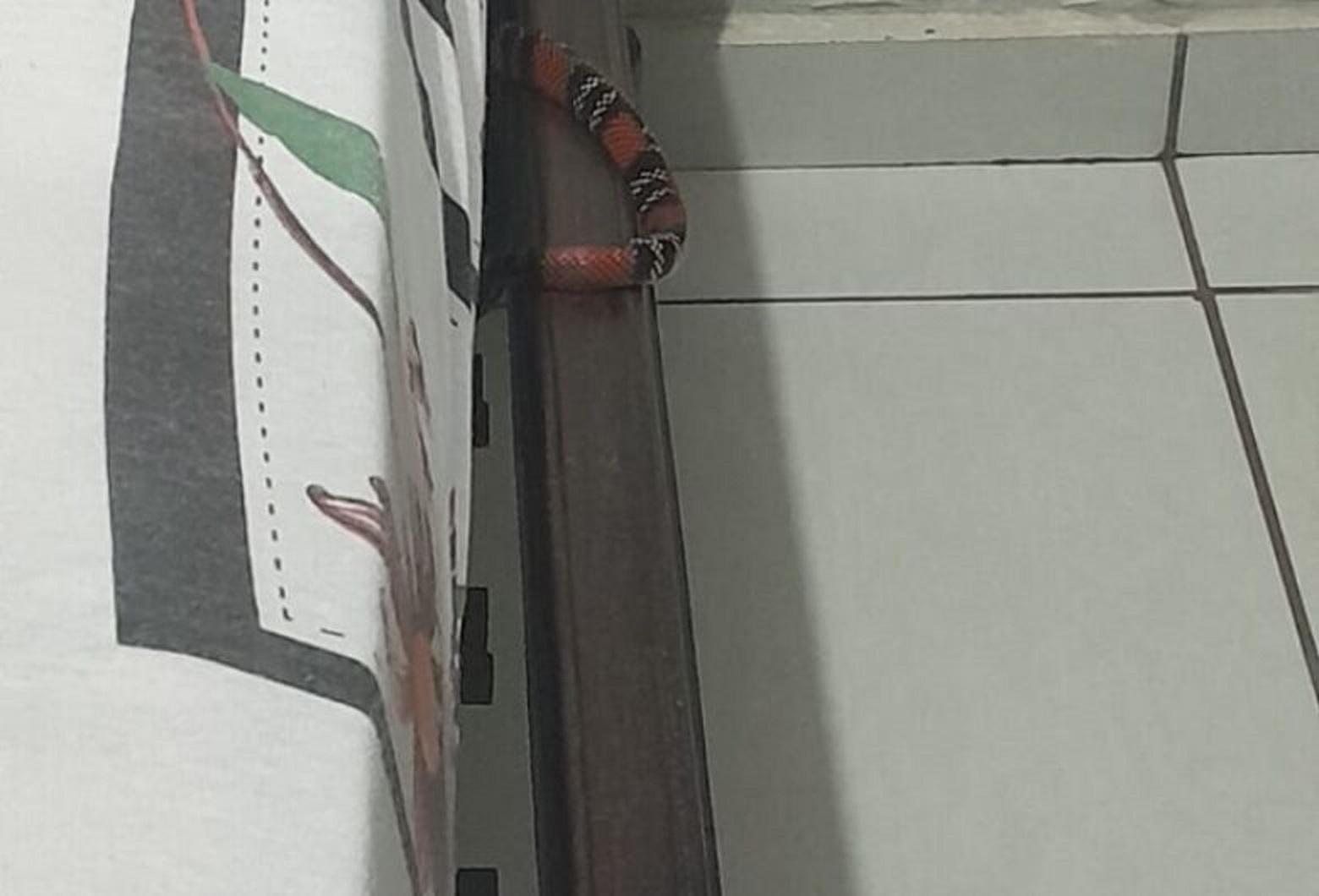 Cobra Coral é encontrada por moradores em cima da cama