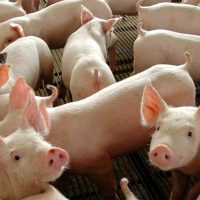 Imagem referente a Chile passará a importar carne suína do Paraná