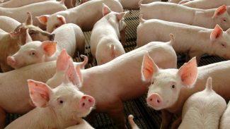 Chile passará a importar carne suína do Paraná