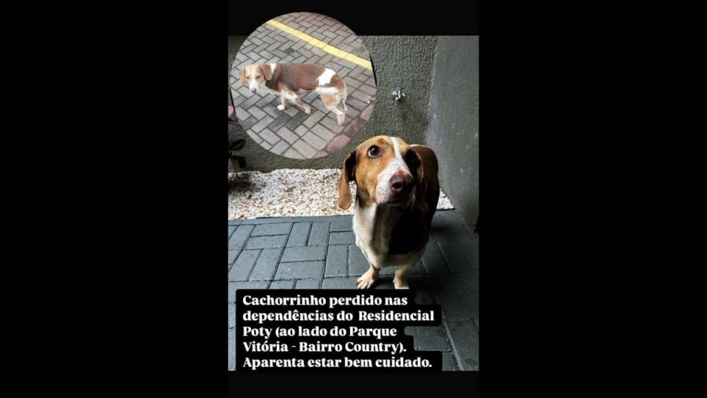 Cachorro é encontrado no bairro Country Cachorro é encontrado no bairro Country