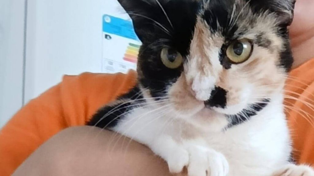 Gata Dyana desapareceu no bairro Jardim União Gata Dyana desapareceu no bairro Jardim União