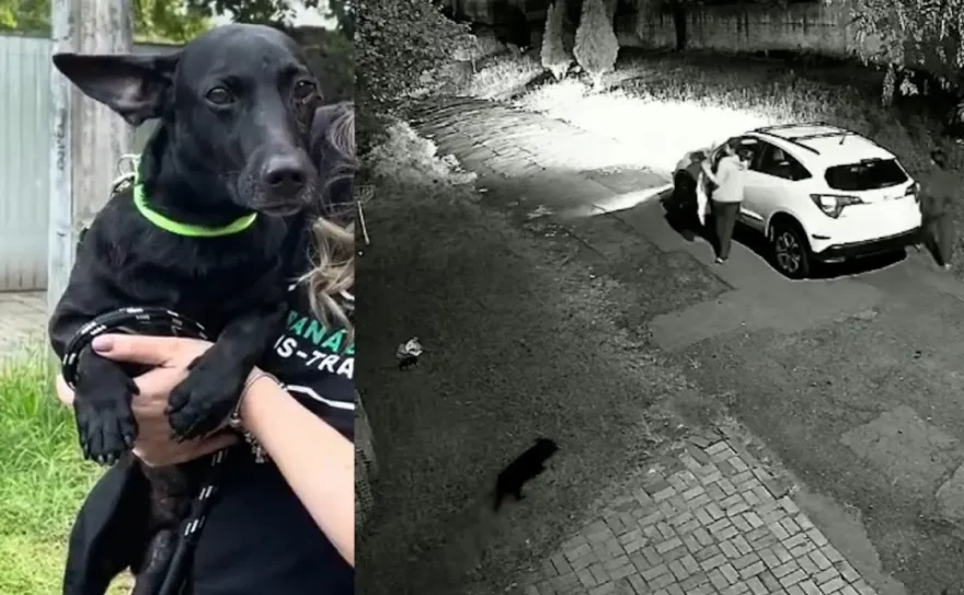 Câmeras flagram abandono de cão que caminha 10 km até ser resgatado