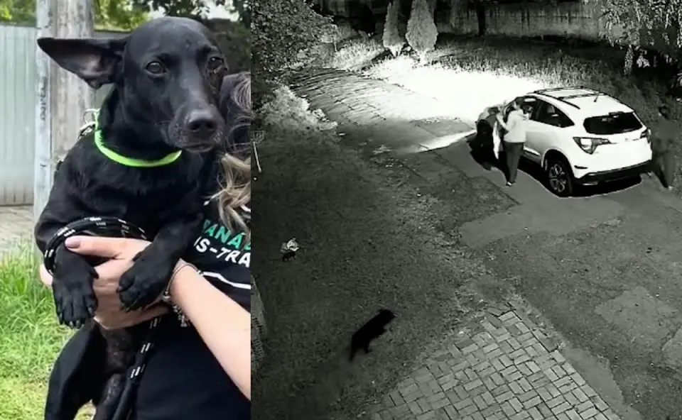 Câmeras flagram abandono de cão que caminha 10 km até ser resgatado Câmeras flagram abandono de cão que caminha 10 km até ser resgatado