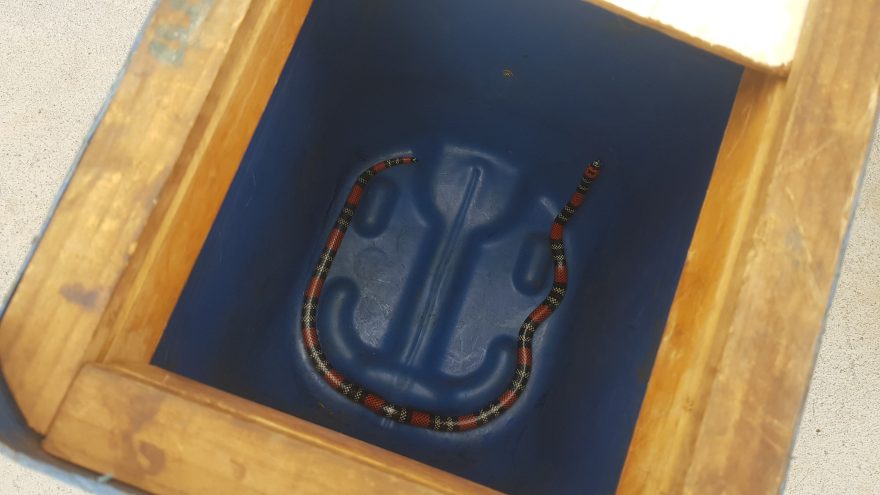 Cobra coral é encontrada em jardim no Santo Inácio