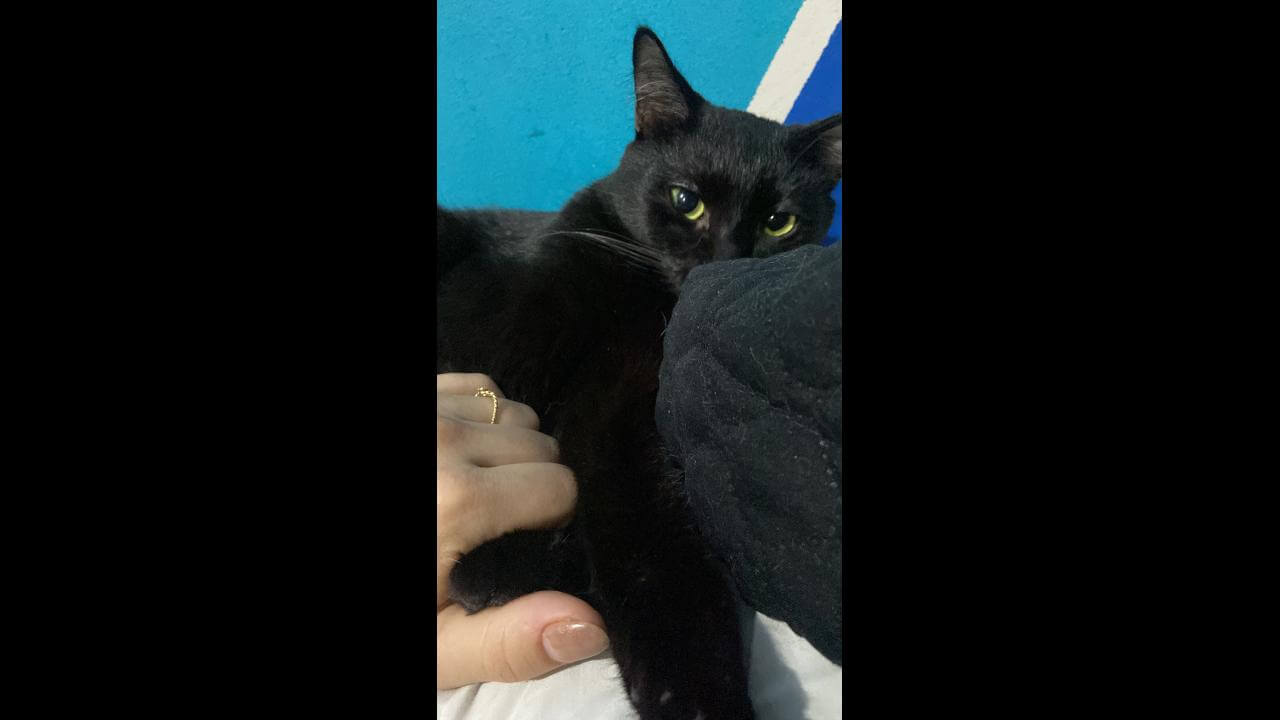 Gata Salem desapareceu no bairro Pioneiros Catarinenses