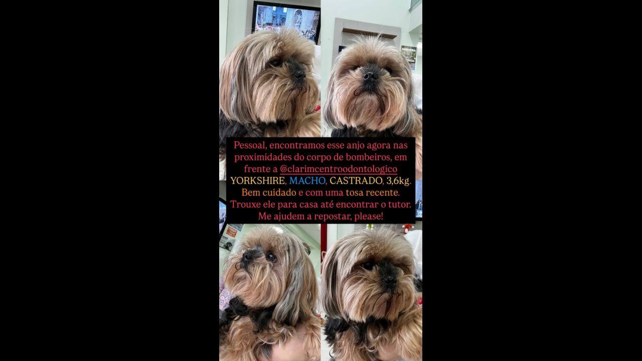 Cachorro é encontrado no bairro Parque São Paulo