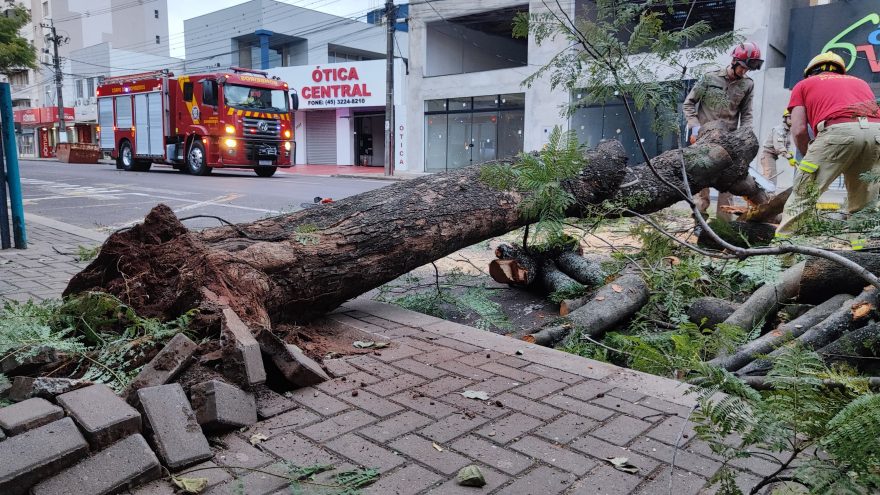 Bombeiros cortam árvore caída e desobstruem rua no Centro de Cascavel