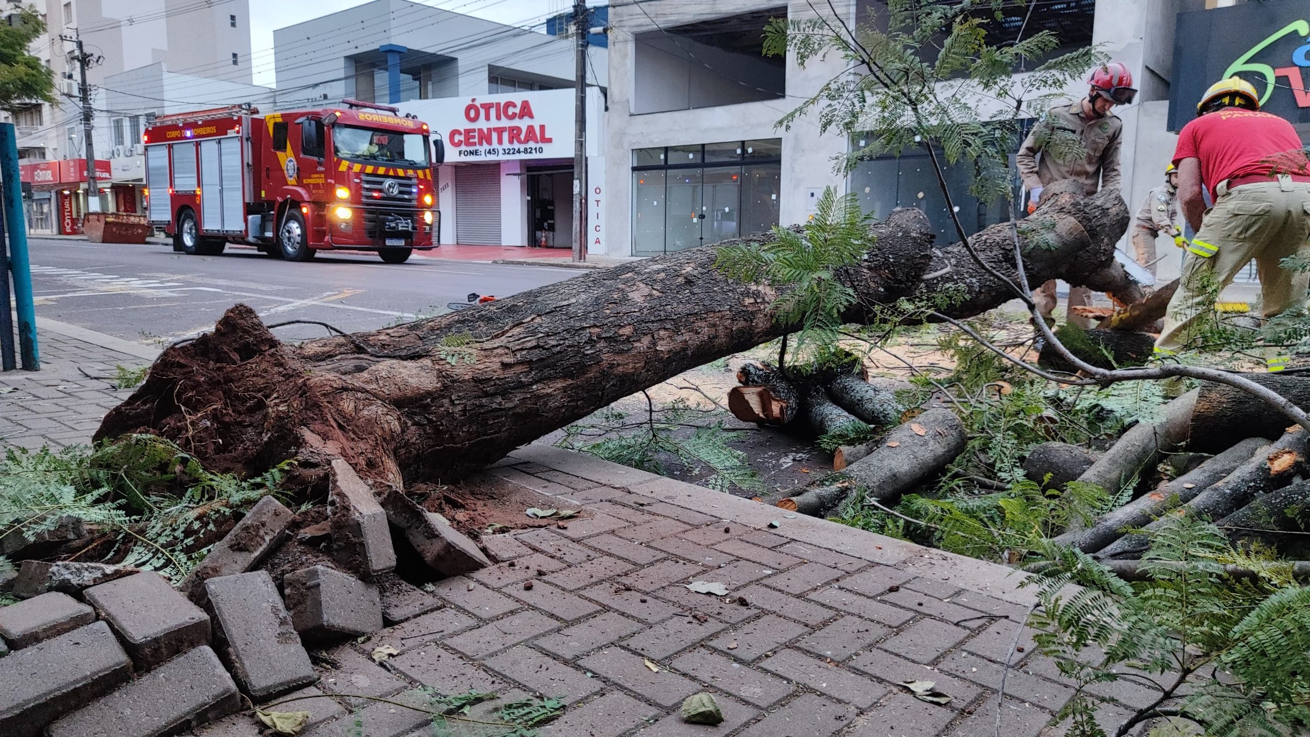 Bombeiros cortam árvore caída e desobstruem rua no Centro de Cascavel