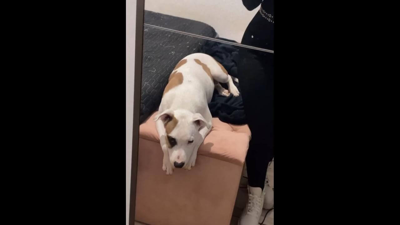 Cachorro Ragnar desapareceu no bairro Cascavel Velho