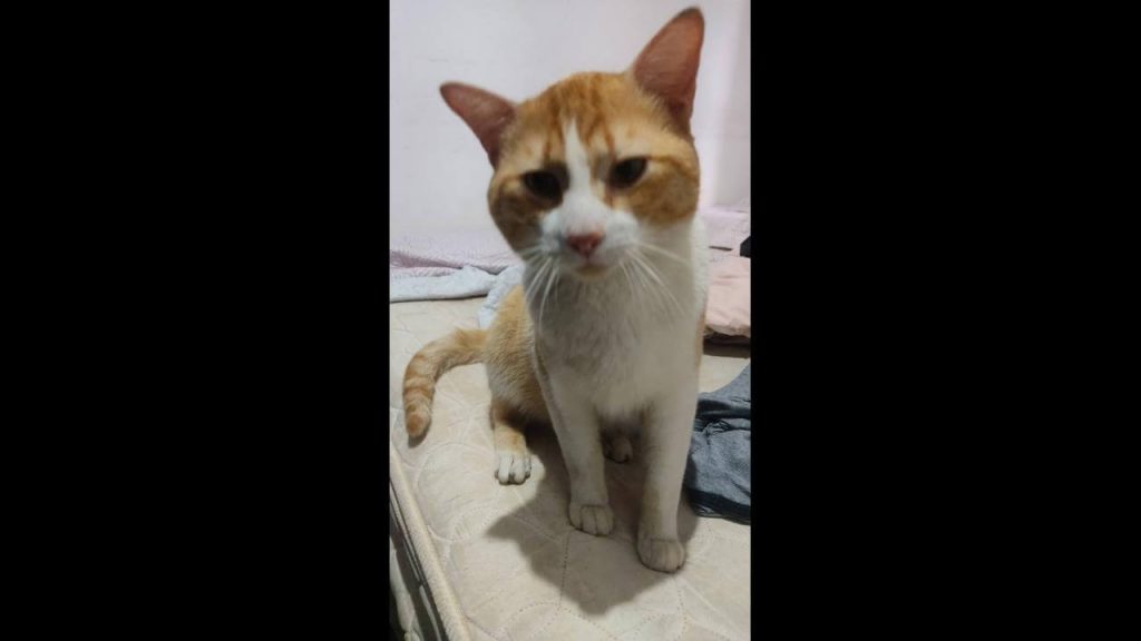Gato Luffy desapareceu no bairro São Cristóvão Gato Luffy desapareceu no bairro São Cristóvão