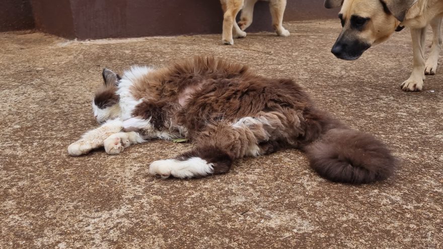 Gato com câncer é resgatado pelos Bombeiros após cair em bueiro no Santa Felicidade