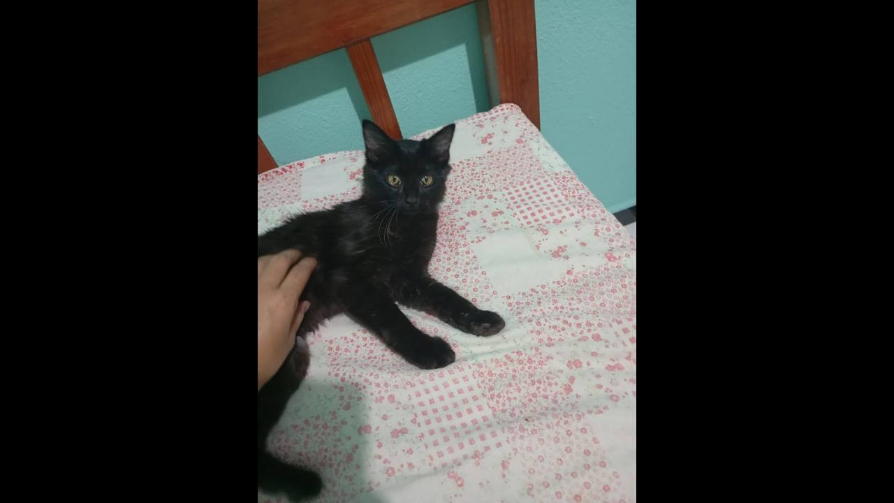 Gata é encontrada no bairro Brasília