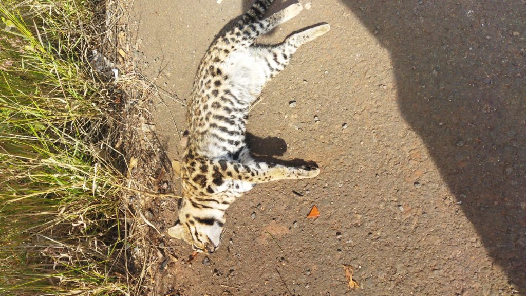 Gato maracajá é encontrado morto na margem da rodovia no Sudoeste