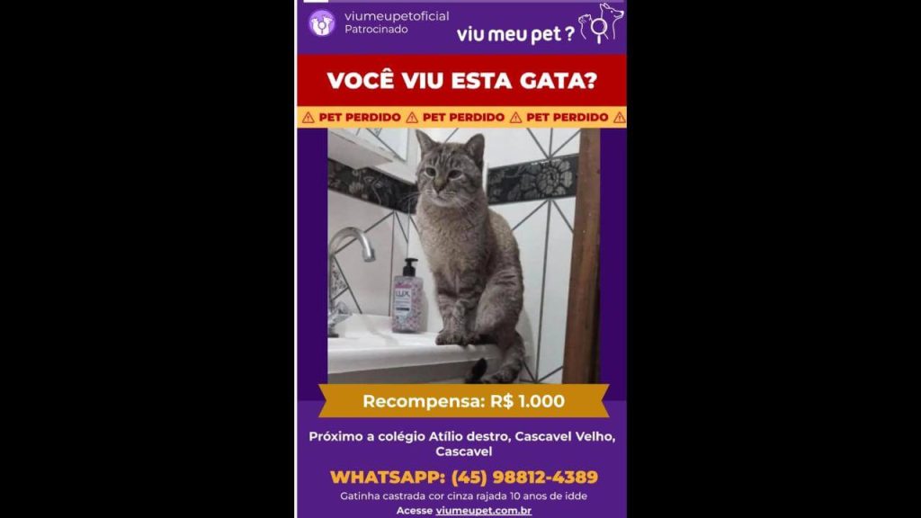 Gata Mimi desapareceu no bairro Cascavel Velho Gata Mimi desapareceu no bairro Cascavel Velho