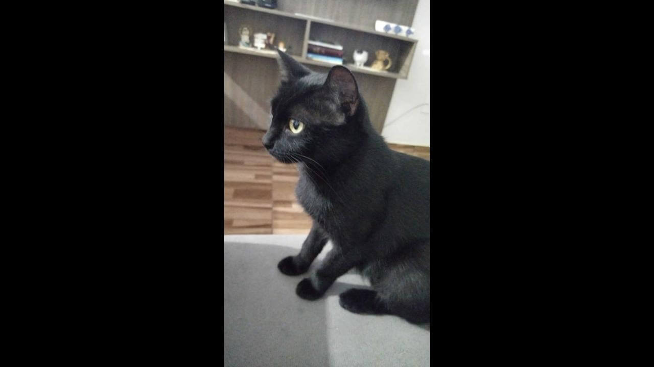 Gata Nega desapareceu no bairro Periolo