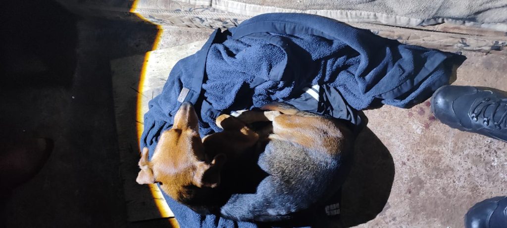 Homem foi esfaqueado em Cascavel por “estuprar” cachorro Homem foi esfaqueado em Cascavel por “estuprar” cachorro
